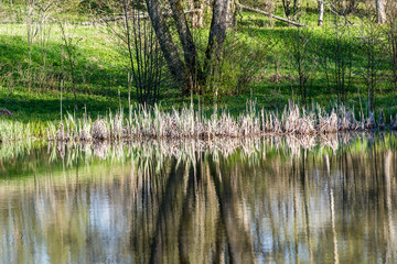scenic reflections of trees and clouds in water