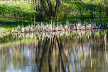 scenic reflections of trees and clouds in water
