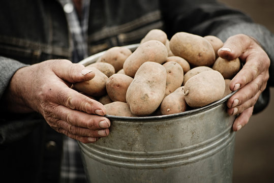 Closeup of a bucket of potatoes in the hands of the farmer