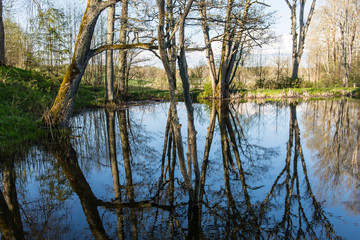 Fototapeta na wymiar scenic reflections of trees and clouds in water