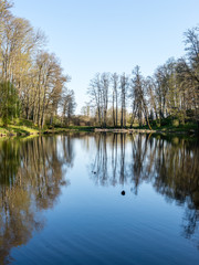 scenic reflections of trees and clouds in water