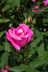 buds and leaves of a rose garden