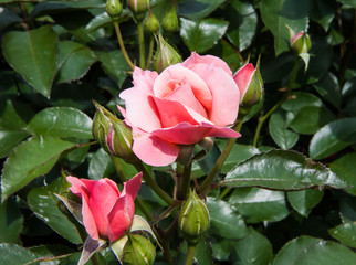 buds and leaves of a rose garden