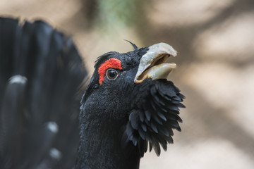 the capercaillie