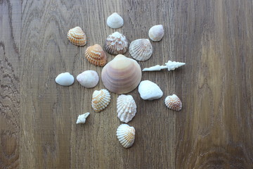 Fototapeta na wymiar Sea shell-Summer concept