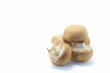 ブラウンマッシュルーム