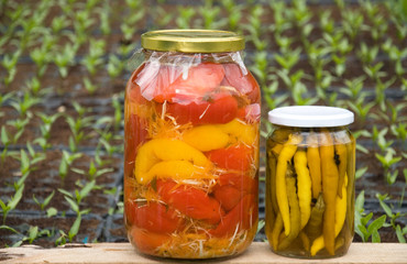 Paprika in the jar and nursery
