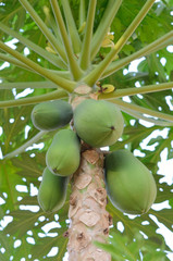 papaya tree