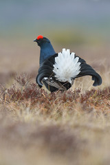 Black grouse tail
