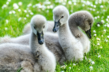 Süße Höckerschwan Küken sitzen auf Wiese mit Gänseblümchen