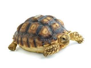 turtle on white background