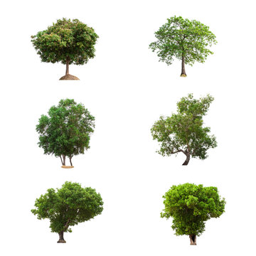 Trees Collection isolated on white background