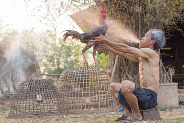 cock fighting