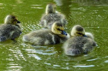 Schwimmende Küken der Kanadagans