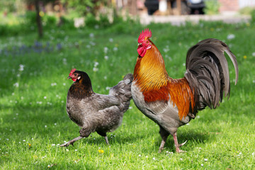 Chicken on the meadow