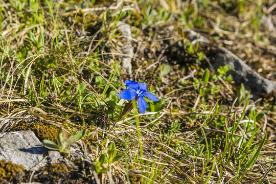 Gentiana verna L. (Spring gentian)