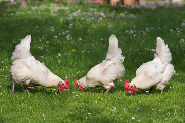 Fototapeta premium Chicken on the meadow, breed: Bresse