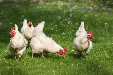 Foto auf Acrylglas Hähnchen Huhn auf der Wiese, Rasse: Bresse
