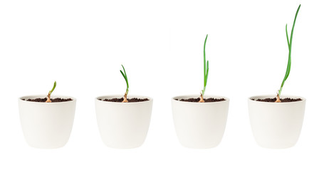 Growing plant in pots, on white. (onion)