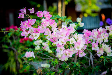 white & Pink Paper flower