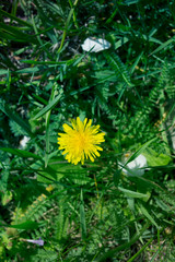Yellow dandelion in green grass