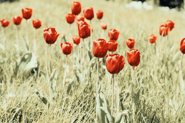 Naklejka premium Vintage Photo Of Tulip Garden In Spring
