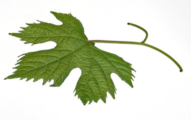 gruenes Weinblatt Freisteller