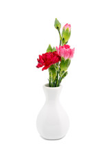 Red carnation in white vase