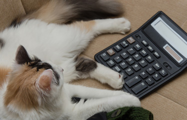 Cat and Calculate