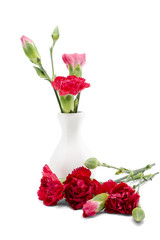 Red carnation in white vase