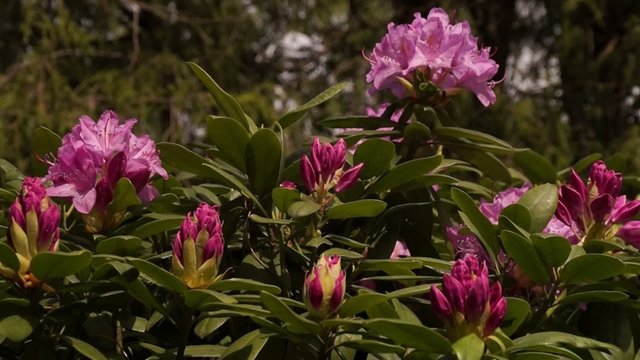 Rhododendron - Rosenbaum
