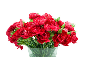 Red carnation in glass vase