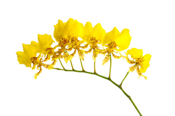 yellow orchid flower