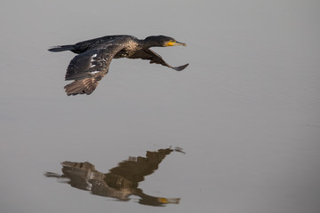 Cormorant in Flight