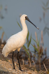 Black-faced Spoonbill standing on water's edge