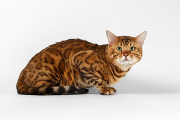 Bengal Cat on White background and Looking in camera