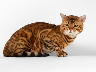 Obraz premium Bengal Cat on White background and Looking in camera