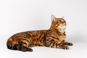 Bengal Cat on White background and Looking up