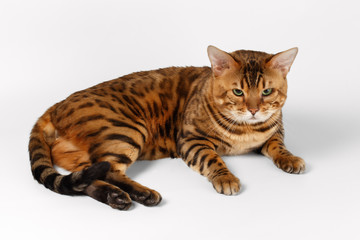 Bengal Cat on White background and Looking in camera