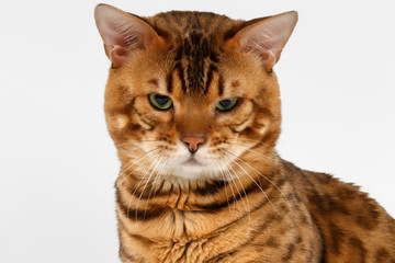 Closeup Bengal Cat