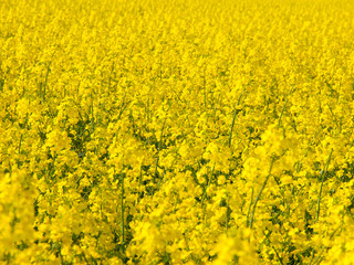 Yellow field of rape plant canola