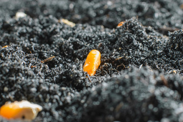 corn seeds in fertile soil