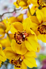 Bright abstract floral background of yellow orchids 