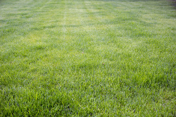 Obraz na płótnie Canvas Lawn / maintained green grassy area
