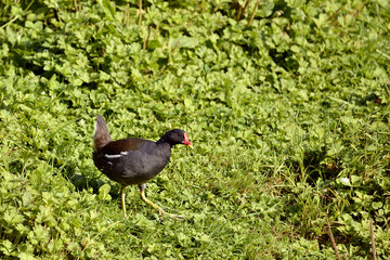 Common Moorhen on grass