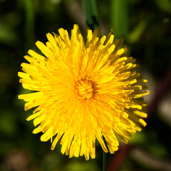 Blooming dandelion