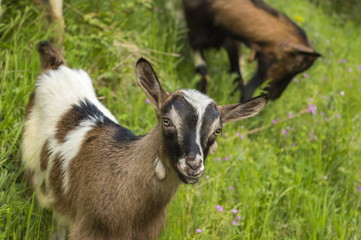 Young goat in the field