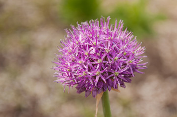 Garlic Blossom
