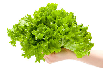 Fototapeta premium Green leaf lettuce in man's hand
