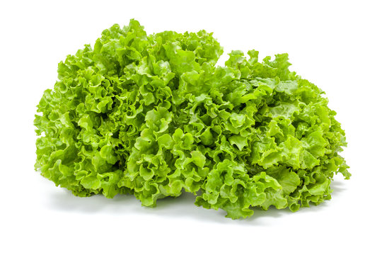 Big green leaf lettuce